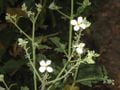 Les fleurs du radis