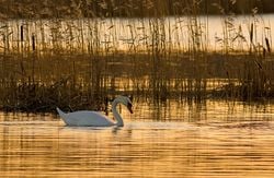 cygne tuberculé en Finlande