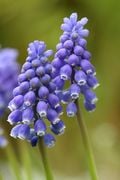 La grappe du muscari...