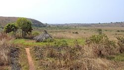 Région de climat tropical (Cameroun). Photographie prise en décembre.