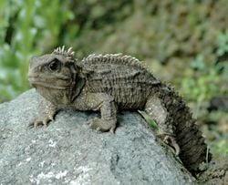 Sphenodon punctatus, le dernier Rynchocéphale encore vivant