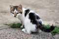 Un chat