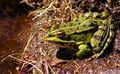 Une grenouille de Pérez