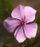 Images sur les plantes vivaces