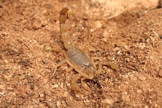 Un scorpion languedocien, en France