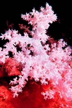 Un corail œillet. On peut voir par transparence à l'intérieur de son corps les petites aiguilles de calcaire, ou spicules, qui forment son squelette.