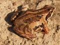 Une Grenouille des champs