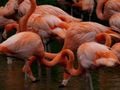 Les flamants roses se nourrissent des petits crustacés, comme les Artemia. Leurs plumes stockent les caroténoïdes, et deviennent roses.