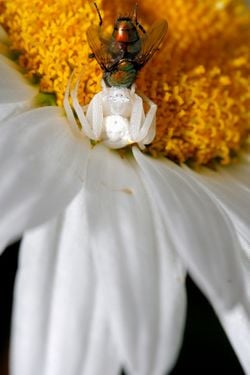 Une araignée-crabe, qui vient de capturer une mouche, sur une fleur de marguerite. De couleur blanche, l'araignée crabe était postée à l'affut sur un pétale blanc de la marguerite, ce qui constitue un excellent camouflage : la mouche ne l'a pas vu venir.