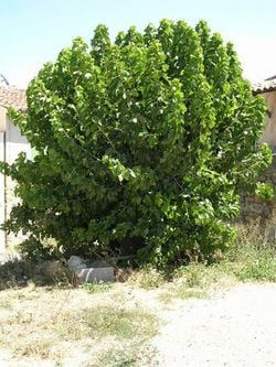 Un mûrier dans le Luberon
