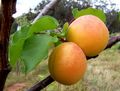 Fruits mûrs