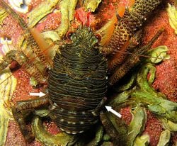 Une galathée. Remarquer la cinquième paire de pattes, repliée sur le dessus du corps (flèches)