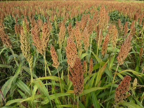 La valeur de la production de ce champ de sorgho sera comptée dans le PIB
