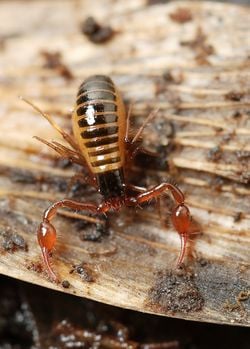 Un pseudoscorpion, en Belgique