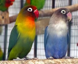 Deux «&nbsp;inséparables&nbsp;», Agapornis genus