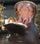 Images sur les hippopotames
