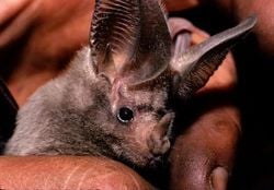 Une chauve-souris rhinolophe (ainsi nommée parce qu'elle a une proéminence, en forme de corne de rhinocéros, sur le bout du nez).