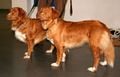 Des Retrievers de la Nouvelle-Écosse