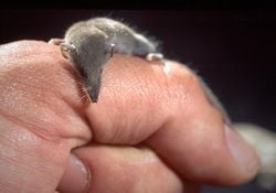 Musaraigne étrusque, sur une main