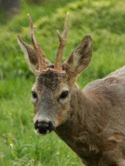 Un chevreuil mâle.