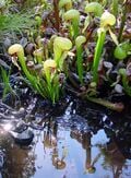 La Plante cobra fait partie de la même famille que les Sarracenia