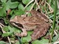 Une Grenouille agile