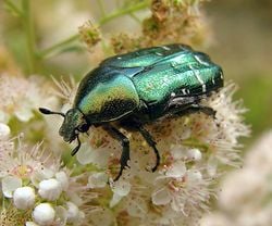 Une cétoine dorée, sur des fleurs