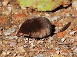Musaraigne pygmée eurasienne (Sorex minutus)