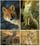 Images sur les genres en biologie