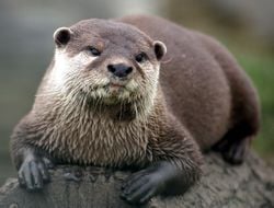 La loutre d'Europe