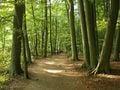 Les hêtres forment de vastes forêts appelées hêtraies