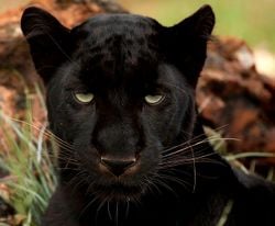Panthère noire d'Afrique du Sud.