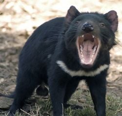 Un diable de Tasmanie