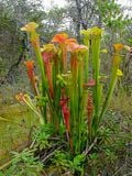 Un Sarracenia, avec ses urnes bien visibles.