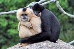 Un couple de gibbons à mains blanches (la femelle est à gauche, et le mâle est à droite)