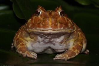 Crapaud cornu d'Argentine (Ceratophrys ornata)