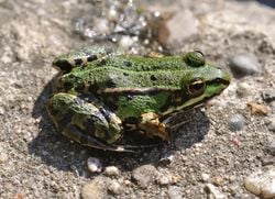 Grenouille rieuse, photographiée en Allemagne