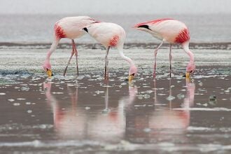 Un groupe de flamants de James (également nommé flamant de la puna), en train de se nourrir, en Bolivie.