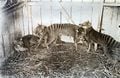 Plusieurs loups de Tasmanie, aujourd'hui disparus. Ils sont loin génétiquement des canidés et des félins : ce sont des marsupiaux.