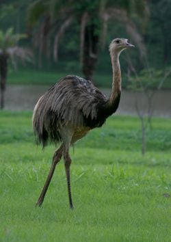Un nandou d'Amérique, au Brésil