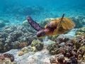 Un Chélonien : la tortue verte