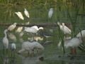 l'alligator, les aigrettes, le héron, l'ibis blanc,