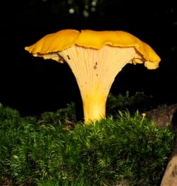 Une girolle
