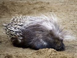 Un porc-épic à crête (Hystrix cristata)