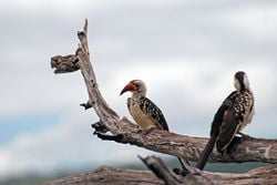 Deux autres, en Tanzanie