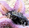 L'étoile de mer est un prédateur de la moule