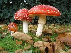 L'amanite tue-mouches