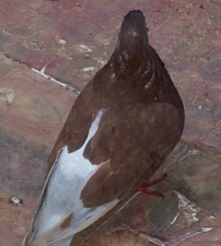 pigeon