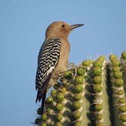 Un pic des saguaros