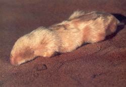 Une taupe marsupiale